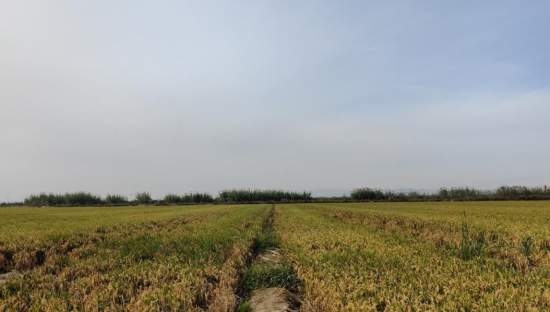 Se oferta finca rstica en calle bases partida huerto de torrente Sollana por 10000 con 2900m