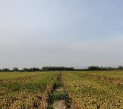 Se oferta finca rstica en calle bases partida huerto de torrente Sollana por 10000 con 2900m