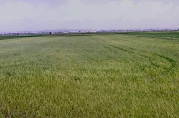 Se oferta finca rstica en calle bases partida huerto de torrente Sollana por 10000 con 2900m