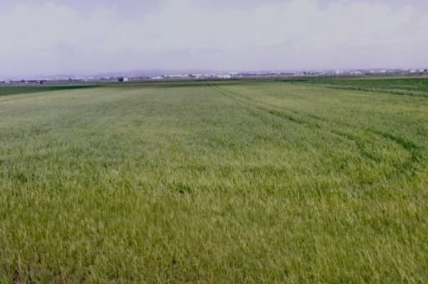 Se oferta finca rstica en calle bases partida huerto de torrente Sollana por 10000 con 2900m