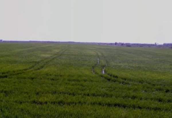 Se oferta finca rstica en calle bases partida huerto de torrente Sollana por 10000 con 2900m