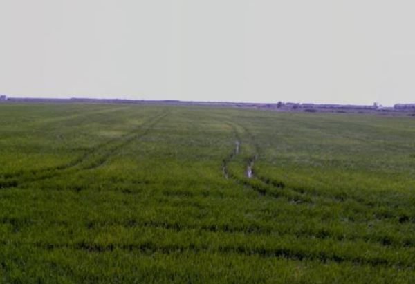 Se oferta finca rstica en calle bases partida huerto de torrente Sollana por 10000 con 2900m