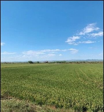 Se oferta finca rstica en calle bases partida huerto de torrente Sollana por 10000 con 2900m