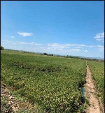 Se oferta finca rstica en calle bases partida huerto de torrente Sollana por 10000 con 2900m