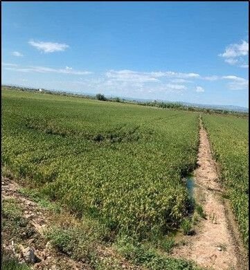 Se oferta finca rstica en calle bases partida huerto de torrente Sollana por 10000 con 2900m