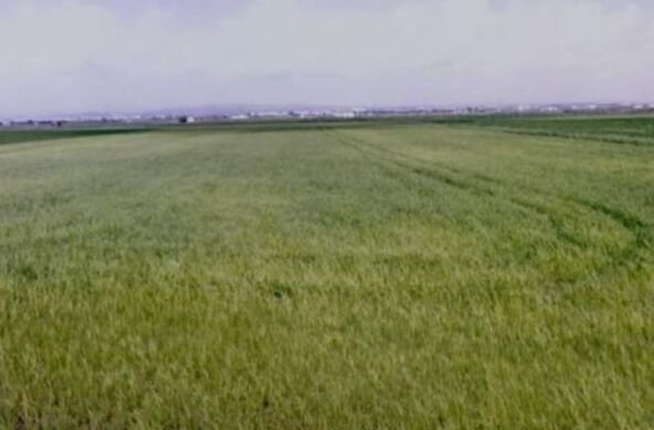 Se oferta finca rstica en calle bases partida huerto de torrente Sollana por 10000 con 2900m