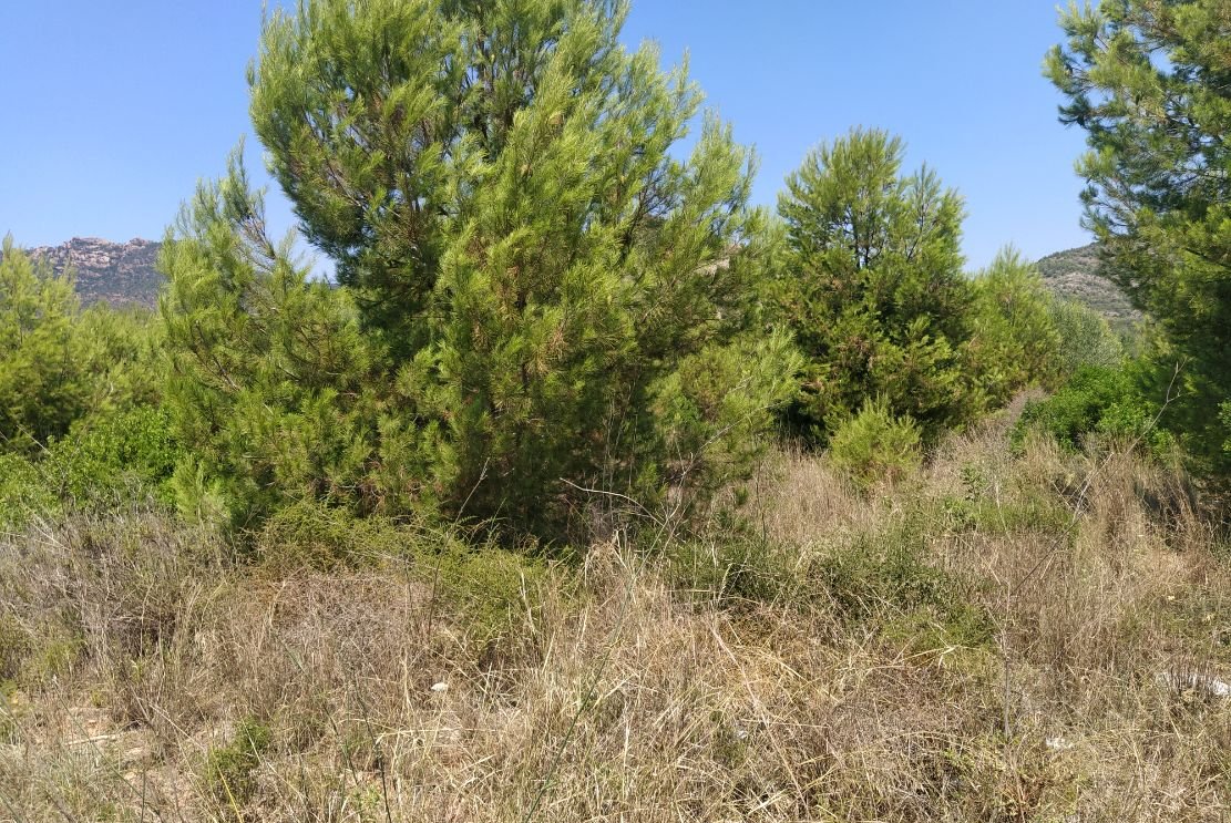 Finca Rústica En Venta En Pontazgopolig 6 Parc 143 264, Benicasimbenic?ssim