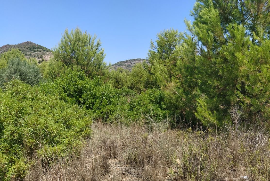 Finca Rústica En Venta En Pontazgopolig 6 Parc 143 264, Benicasimbenic?ssim