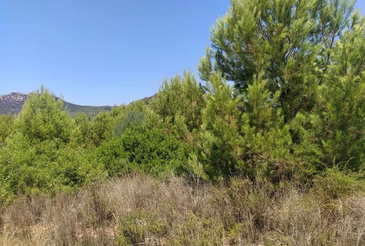 Finca Rústica En Venta En Pontazgopolig 6 Parc 143 264, Benicasimbenic?ssim