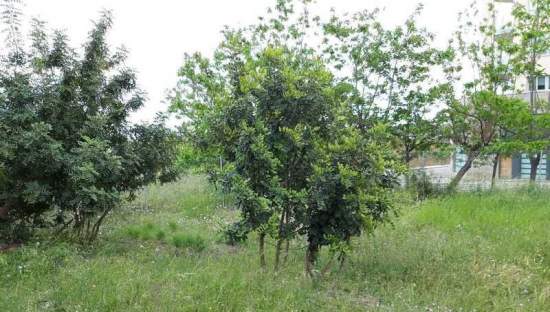 Terreno Urbano en venta en Almenara, Castellón