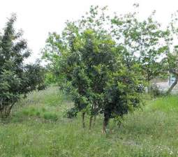 Terreno Urbano en venta en Almenara, Castellón