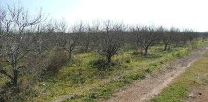 Suelo otros ChilchesXilxes