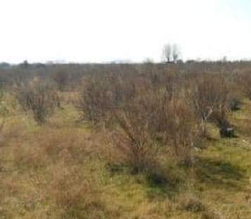 Suelo otros ChilchesXilxes