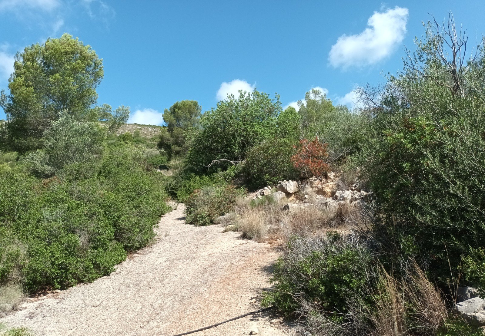 Terreno Rústico en venta en Benigánim, Valencia