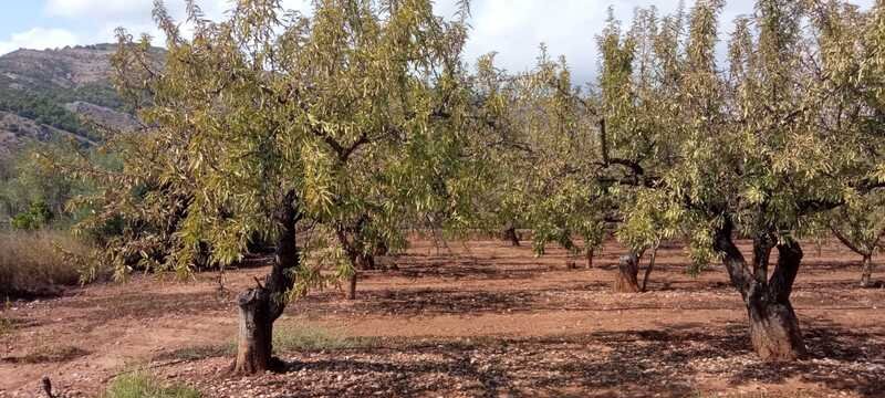 Terreno Rústico en venta en Oropesa Del Mar, Castellón