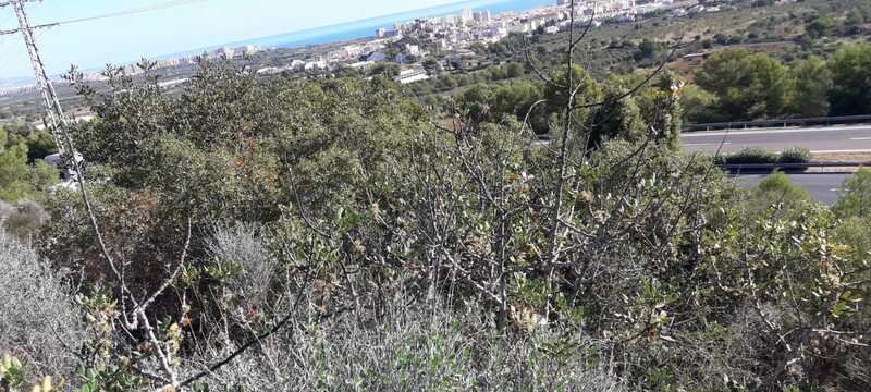 Terreno Rústico en venta en Oropesa Del Mar, Castellón