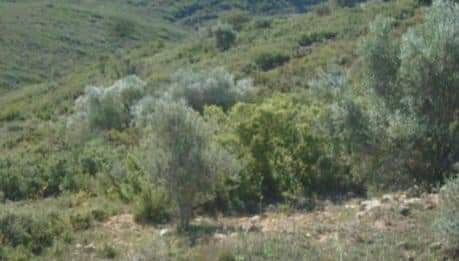 No Urbanizable Rstico en venta  en  Talades Coves De Vinrom Les Castelln