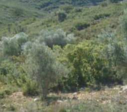 No Urbanizable Rstico en venta  en  Talades Coves De Vinrom Les Castelln