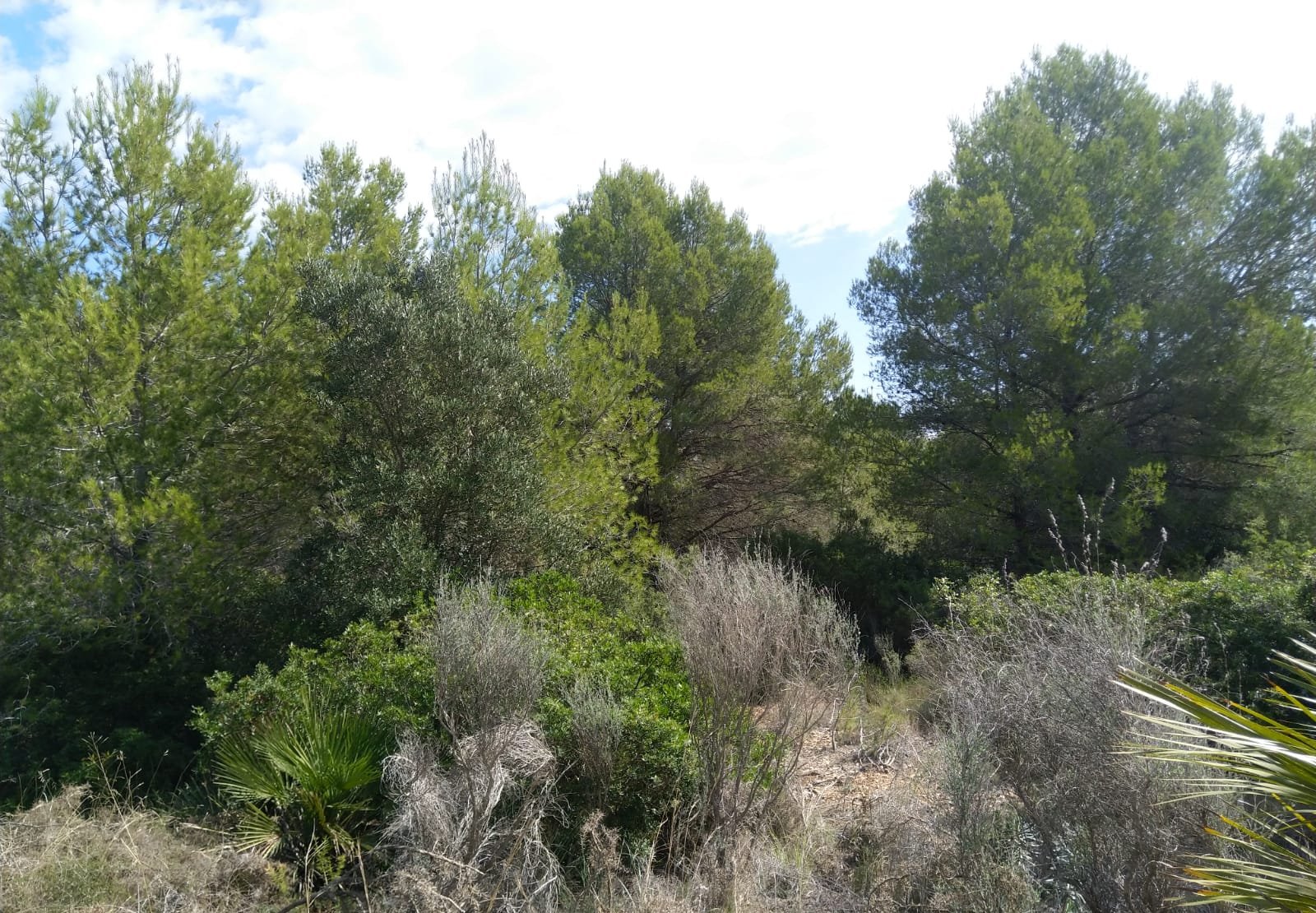 Suelo urbanizable residencial a la venta por 16.100 de 4.986m en calle polígono 5,  parcela, orpesa, Oropesa del MarOrpesa