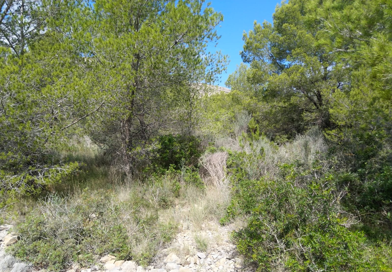 Suelo urbanizable residencial a la venta por 16.100 de 4.986m en calle polígono 5,  parcela, orpesa, Oropesa del MarOrpesa