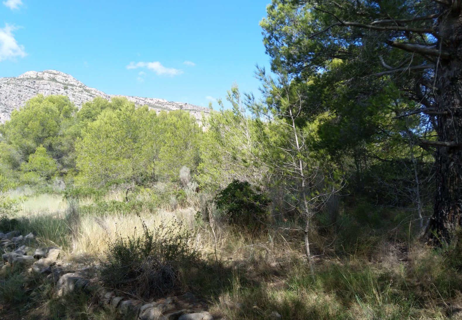 Terreno Rústico en venta en Oropesa Del Mar, Castellón