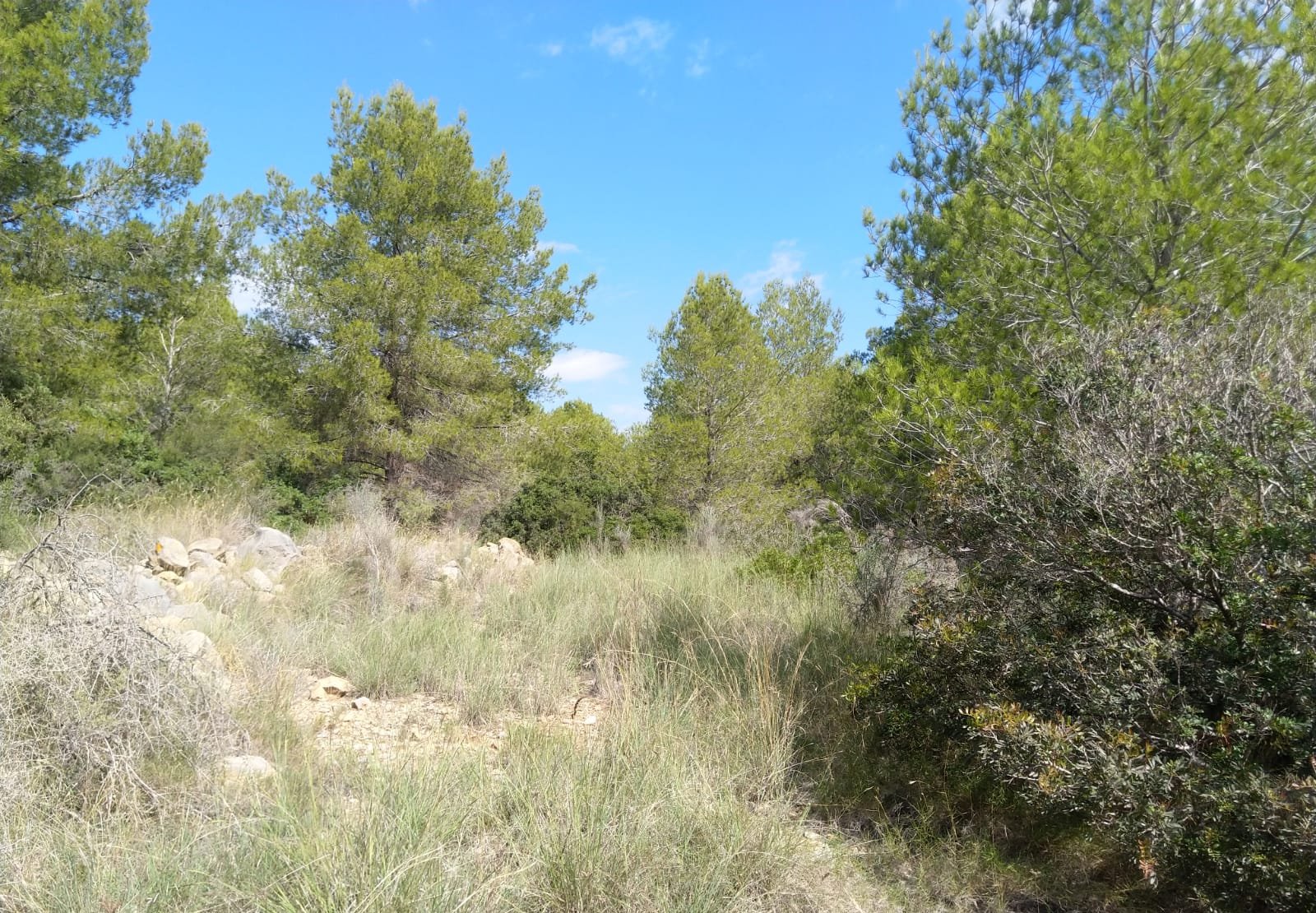 Terreno Rústico en venta en Oropesa Del Mar, Castellón