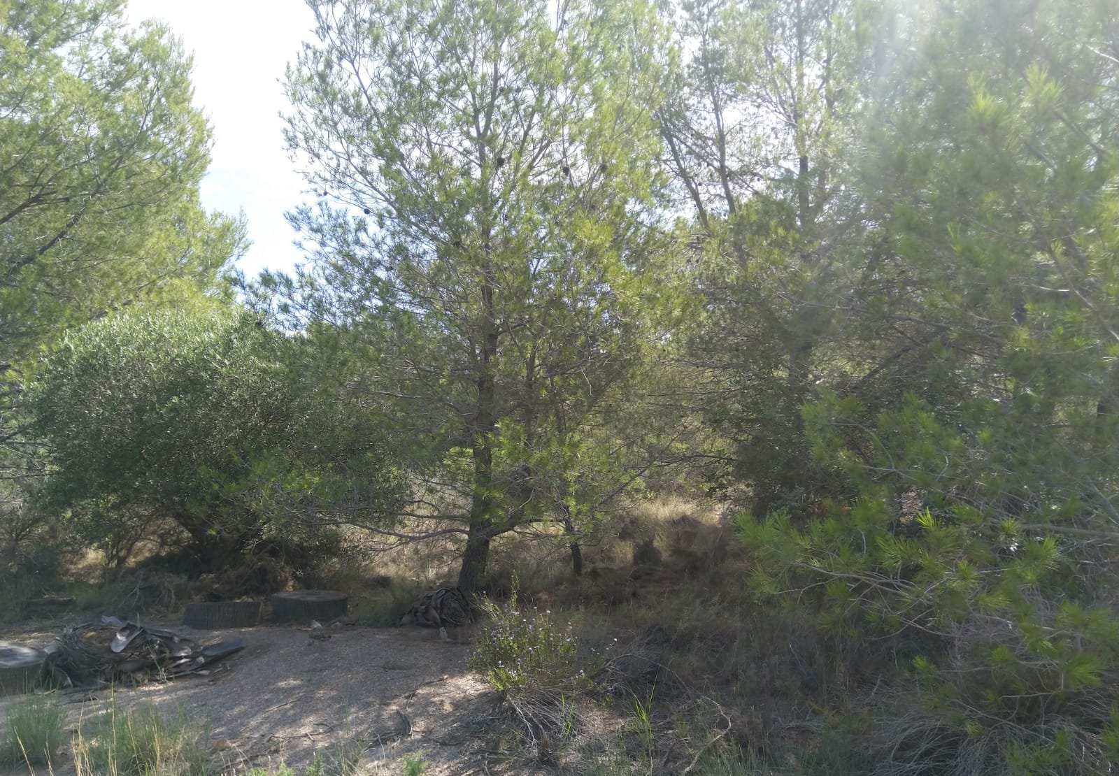 Terreno Rústico en venta en Oropesa Del Mar, Castellón