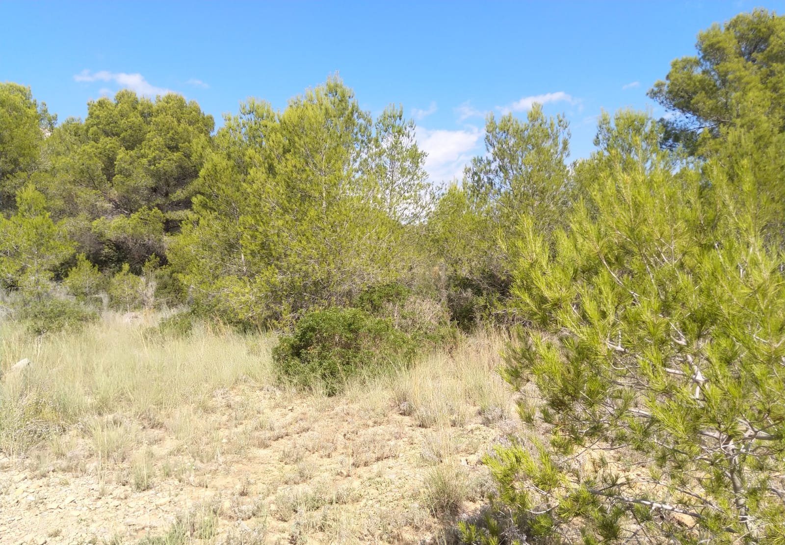 Terreno Rústico en venta en Oropesa Del Mar, Castellón