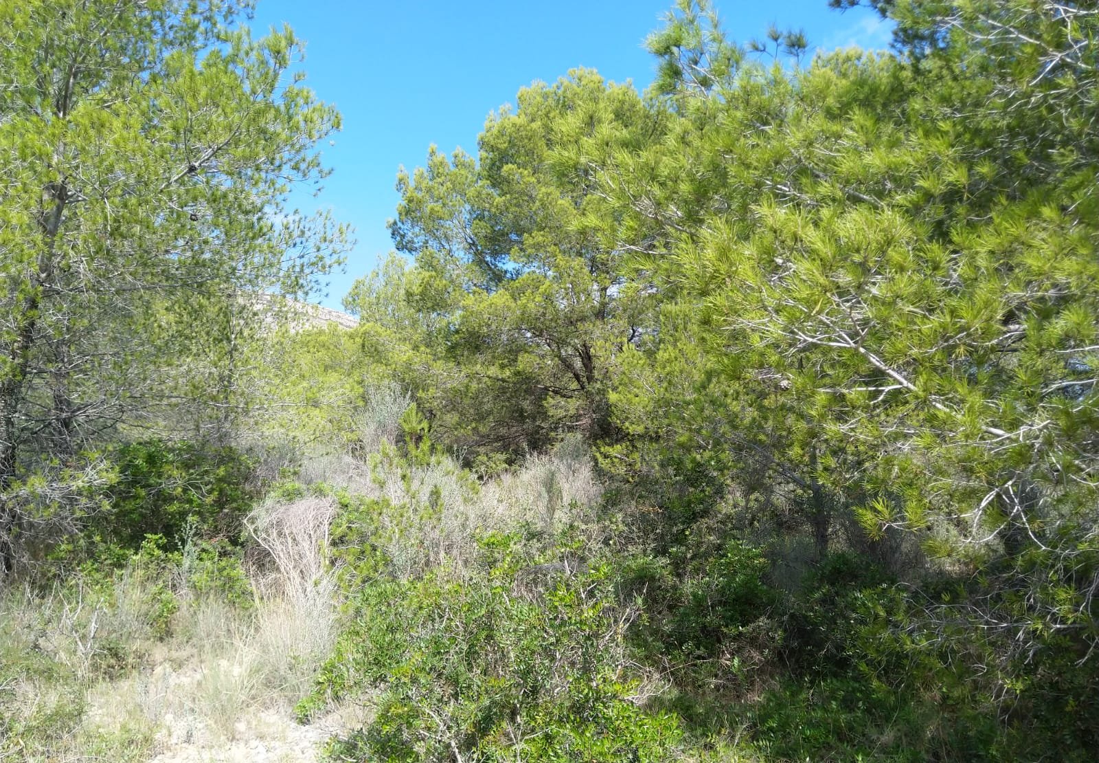 Terreno Rústico en venta en Oropesa Del Mar, Castellón