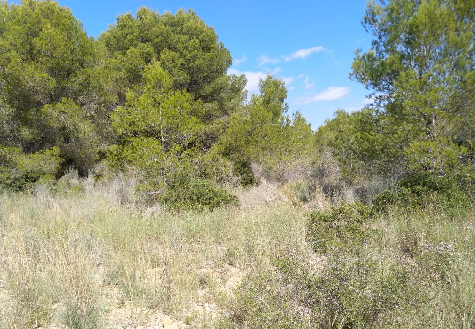 Terreno Rústico en venta en Oropesa Del Mar, Castellón