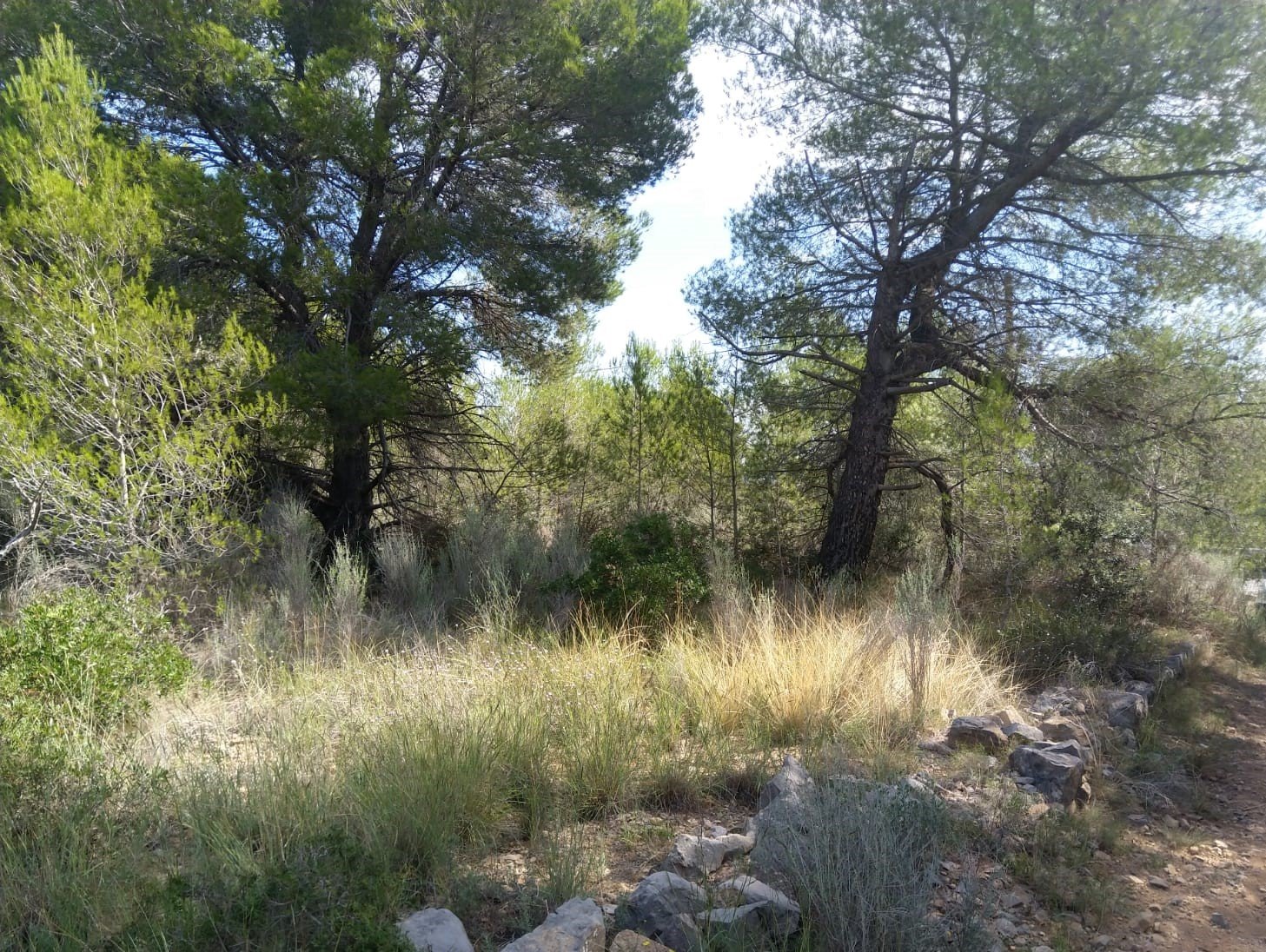 Terreno Rústico en venta en Oropesa Del Mar, Castellón