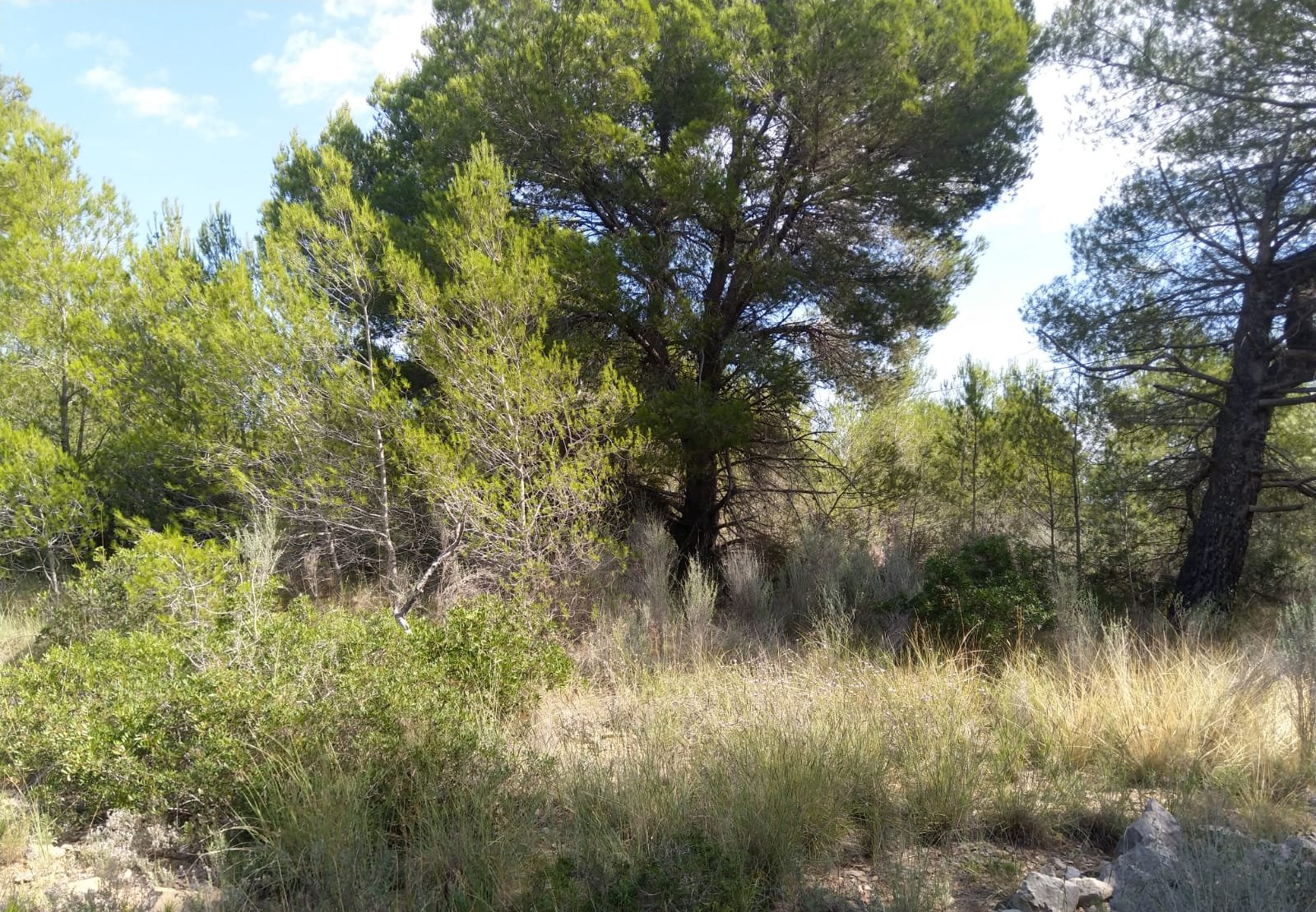 Terreno Rústico en venta en Oropesa Del Mar, Castellón