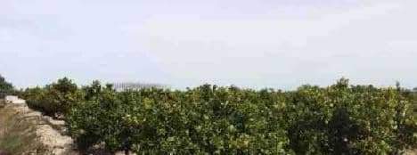 Suelo Rstico No Urbanizable en venta en Polgono Parcela 96 Sueca Valencia