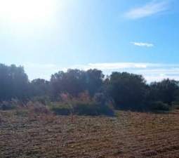 Terreno Rústico en venta en Alcalá De Chivert, Castellón