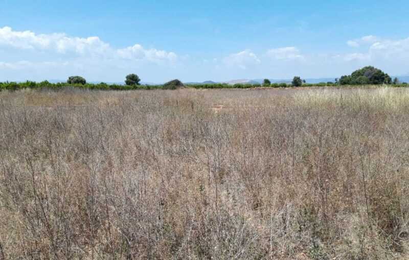 Terreno Rústico en venta en Castellón De La Plana, Castellón