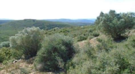 No Urbanizable Rstico en venta  en Camino Talades Coves De Vinrom Les Castelln