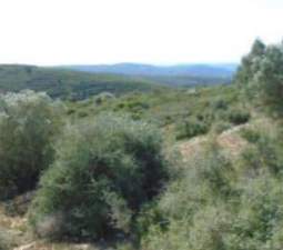 No Urbanizable Rstico en venta  en Camino Talades Coves De Vinrom Les Castelln