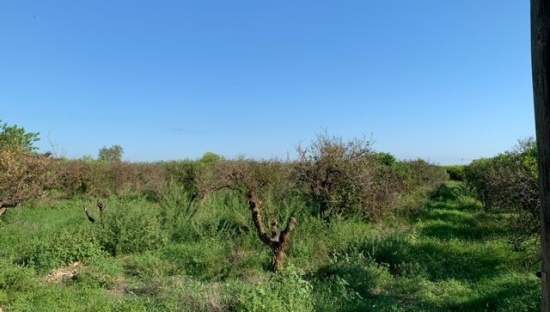 Terreno Rústico en venta en Benicarló, Castellón