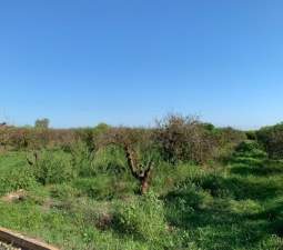 Terreno Rústico en venta en Benicarló, Castellón