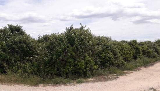 No Urbanizable Rstico en venta  en Pasaje Realengo Alberic Valencia