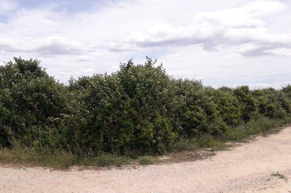 No Urbanizable Rstico en venta  en Pasaje Realengo Alberic Valencia