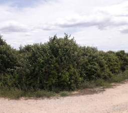No Urbanizable Rstico en venta  en Pasaje Realengo Alberic Valencia