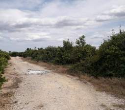 No Urbanizable Rstico en venta  en Pasaje Realengo Alberic Valencia