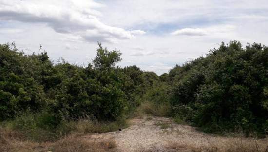 No Urbanizable Rstico en venta  en Pasaje Realengo Alberic Valencia