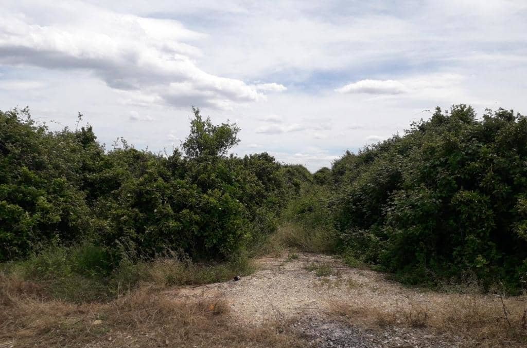 No Urbanizable Rstico en venta  en Pasaje Realengo Alberic Valencia