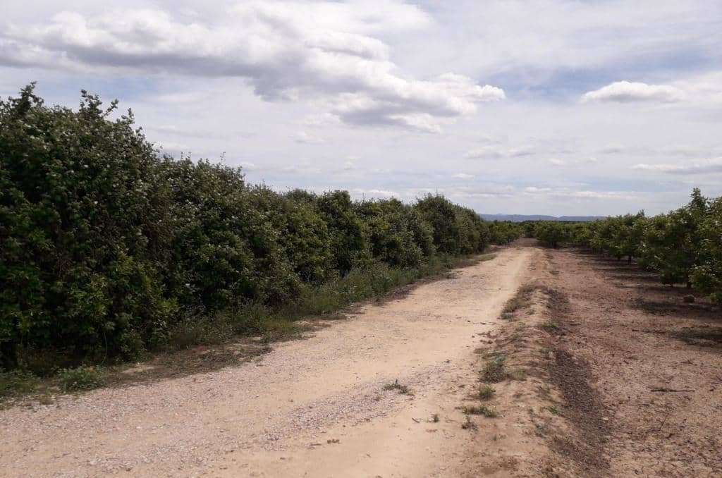 No Urbanizable Rstico en venta  en Pasaje Realengo Alberic Valencia