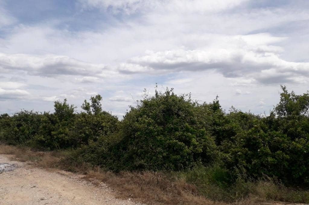 No Urbanizable Rstico en venta  en Pasaje Realengo Alberic Valencia